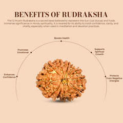 12 Mukhi Rudraksha (Nepali) - Regular