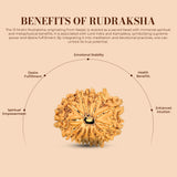 13 Mukhi Rudraksha (Nepali) - Regular