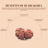 Natural 13 Mukhi Rudraksha (Nepali) - Gaurishankar