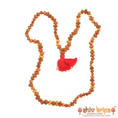13 mukhi rudraksha mala, 108+1 beads