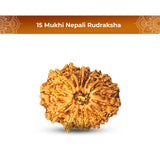 15 Mukhi Rudraksha (Nepali) - Regular