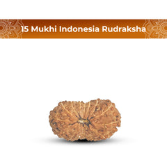 15 Mukhi Rudraksha (Indonesian)