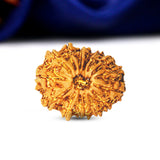 15 Mukhi Rudraksha (Nepali) - Regular