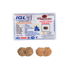 15 Mukhi Rudraksha (Indonesian)