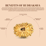 17 Mukhi Rudraksha (Nepali) - Medium