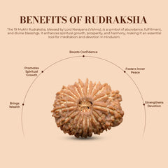 19 Mukhi Rudraksha (Nepali) - Regular