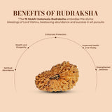 19 Mukhi Rudraksha (Indonesian)