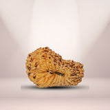 19 Mukhi Rudraksha (Indonesian)