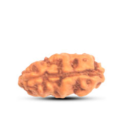 1 Mukhi Rudraksha (Indonesian)