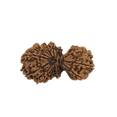 17 MUKHI GAURISHANKAR RUDRAKSHA