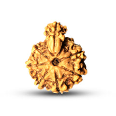 1 Mukhi Savar Rudraksha Nepali