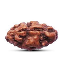 1 Mukhi Rudraksha (Indonesian)