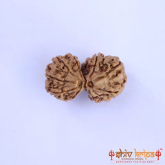 Gaurishankar (Nepali) - Regular