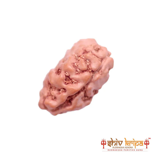 1 Mukhi Rudraksha Origin Indonesia Supercollector Beads