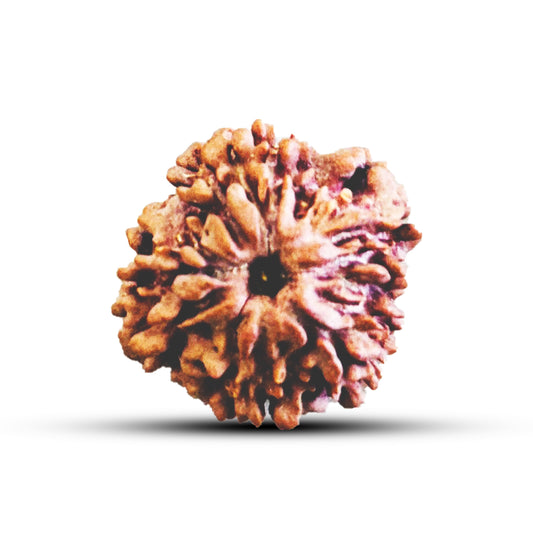 Nirakaar Rudraksha - (Nepali)