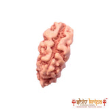 1 Mukhi Rudraksha Origin Indonesia Supercollector Beads