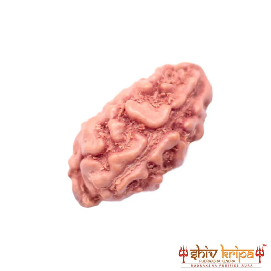 1 Mukhi Rudraksha Origin Indonesia Supercollector Beads