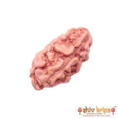 1 Mukhi Rudraksha Origin Indonesia Supercollector Beads