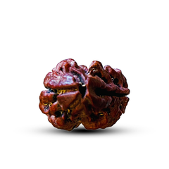 2 Mukhi Nepali Rudraksha