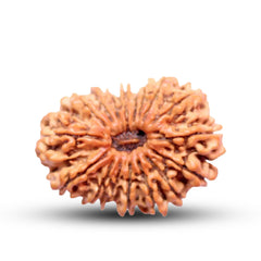 17 Mukhi Rudraksha (Nepali) - Collector