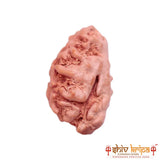 1 Mukhi Rudraksha Origin Indonesia Supercollector Beads