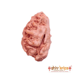 1 Mukhi Rudraksha Origin Indonesia Supercollector Beads