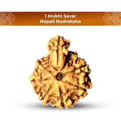 1 Mukhi Savar Rudraksha Nepali