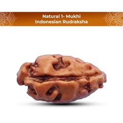 1 Mukhi Rudraksha (Indonesian)