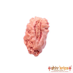 1 Mukhi Rudraksha Origin Indonesia Supercollector Beads
