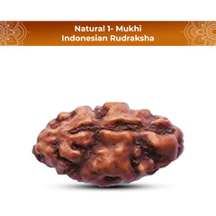 1 Mukhi Rudraksha (Indonesian)