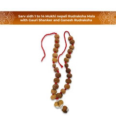 Sarv Sidh 1 to 14 Mukhi Rudraksha Mala (Nepali)