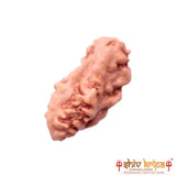 1 Mukhi Rudraksha Origin Indonesia Supercollector Beads