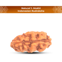 1 Mukhi Rudraksha (Indonesian)