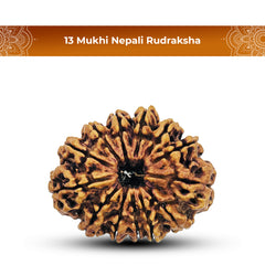 13 Mukhi Nepali Rudraksha 2