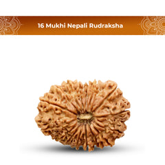 16 Mukhi Rudraksha (Nepali) - Collector