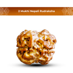 2 Mukhi Nepali Rudraksha