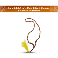 Sarv Siddh 1 to 14 Mukhi Gauri Shankar & Ganesh Rudraksha – Natural Indonesian