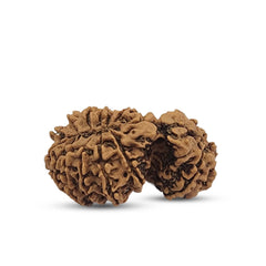 17 MUKHI GAURISHANKAR RUDRAKSHA