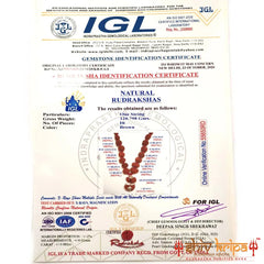 Sarv Sidh 1-14 Mukhi Rudraksha Mala