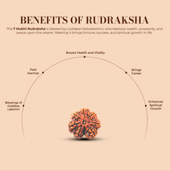 7 Mukhi Rudraksha (Nepali) - Super Collector