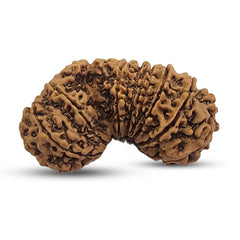 17 MUKHI GAURISHANKAR RUDRAKSHA
