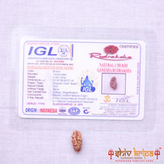 1 Mukhi Rudraksha Origin Indonesia Supercollector Beads