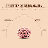 11 Mukhi Rudraksha (Nepali) - Medium