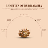 11 mukhi 11 seeds Rudraksha