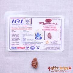 1 Mukhi Rudraksha Origin Indonesia Supercollector Beads