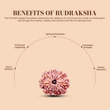 12 Mukhi Rudraksha (Nepali) - Collector