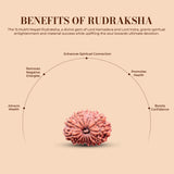 15 Mukhi Rudraksha (Nepali) - Medium
