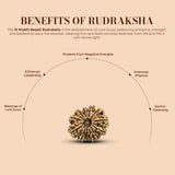 12 Mukhi Nepali Rudraksha