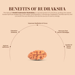 1 Mukhi Rudraksha (Indonesian)