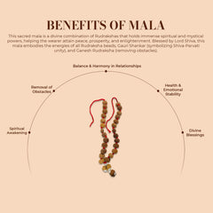 Sarv Sidh 1 to 14 Mukhi Rudraksha Mala (Nepali)